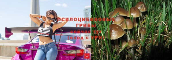 стаф Алзамай